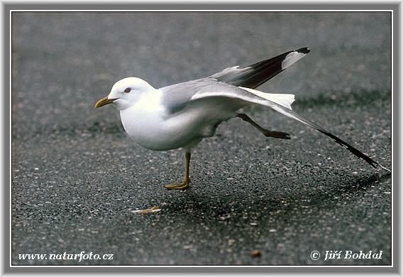 čajka sivá (Larus canus)