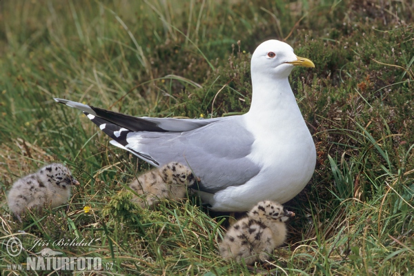 čajka sivá (Larus canus)