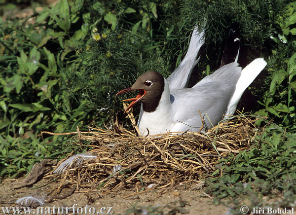 Čajka smejivá (Chroicocephalus ridibundus)