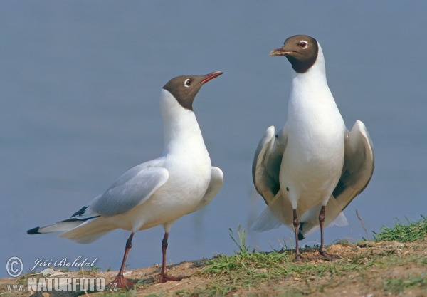 Čajka smejivá (Chroicocephalus ridibundus)