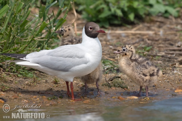 Čajka smejivá (Chroicocephalus ridibundus)