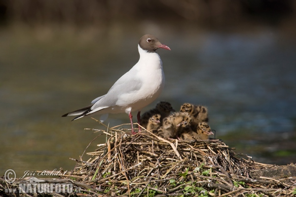 Čajka smejivá (Chroicocephalus ridibundus)