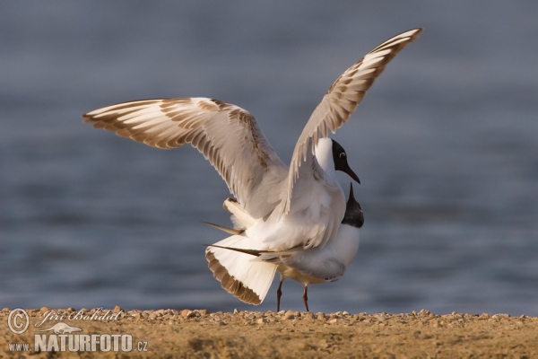 Čajka smejivá (Chroicocephalus ridibundus)