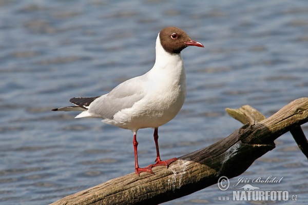 Čajka smejivá (Chroicocephalus ridibundus)