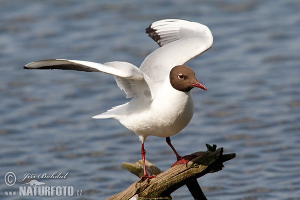 Čajka smejivá (Chroicocephalus ridibundus)