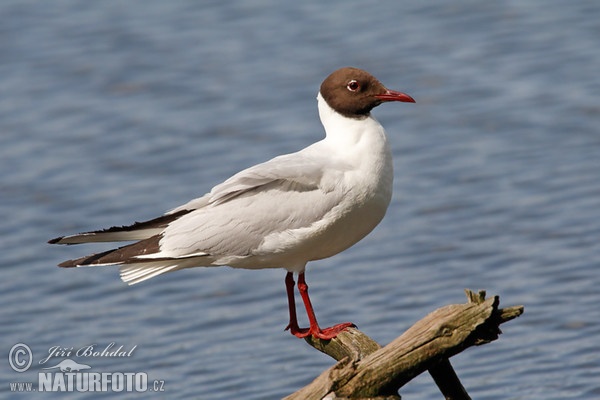 Čajka smejivá (Chroicocephalus ridibundus)