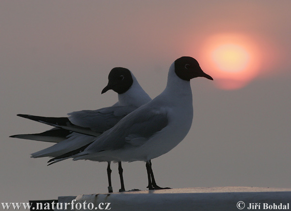 Čajka smejivá (Chroicocephalus ridibundus)