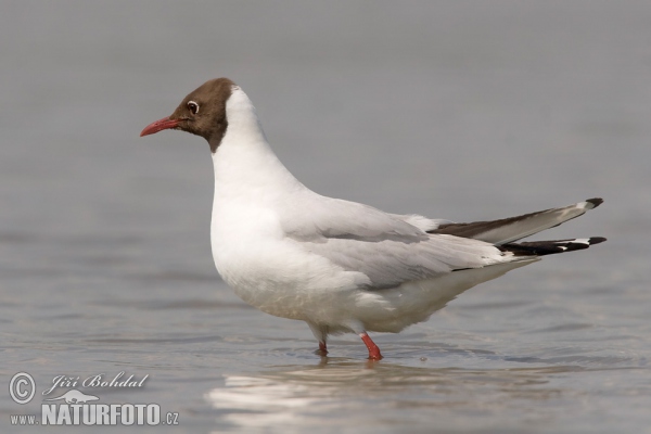 Čajka smejivá (Chroicocephalus ridibundus)