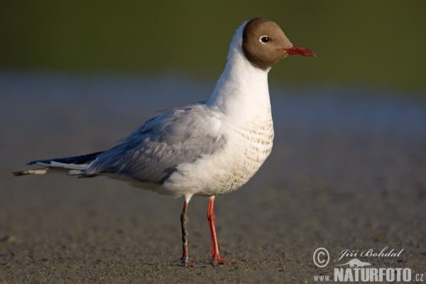 Čajka smejivá (Chroicocephalus ridibundus)