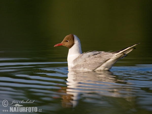 Čajka smejivá (Chroicocephalus ridibundus)