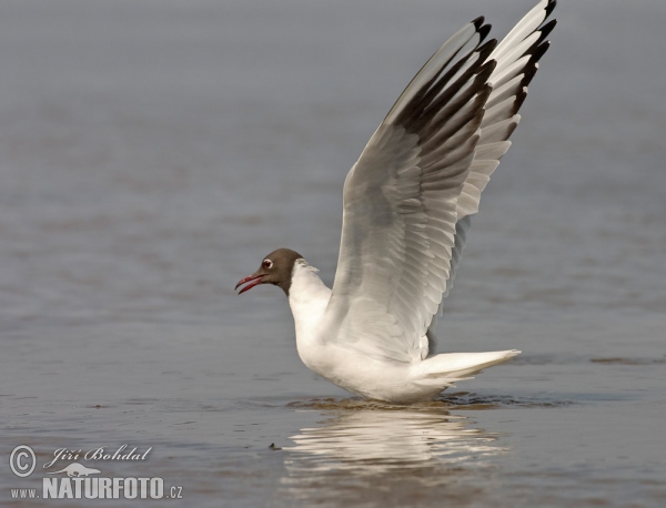 Čajka smejivá (Chroicocephalus ridibundus)