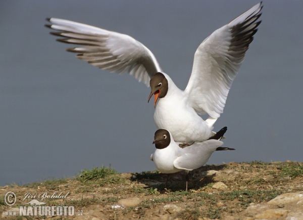 Čajka smejivá (Chroicocephalus ridibundus)