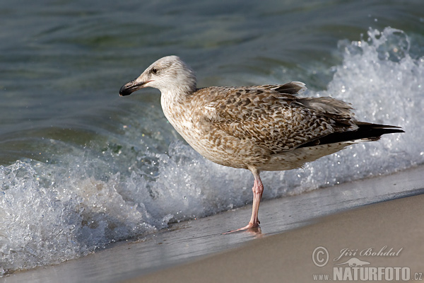 Čajka striebristá (Larus argentatus)