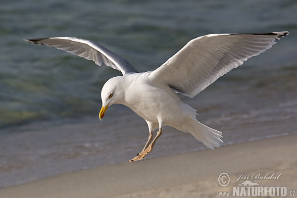 Čajka striebristá (Larus argentatus)