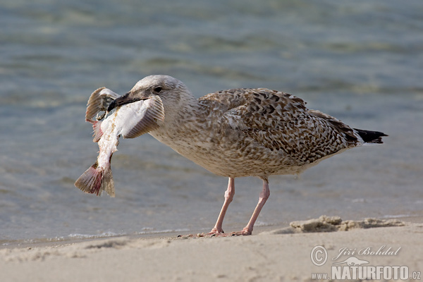 Čajka striebristá (Larus argentatus)