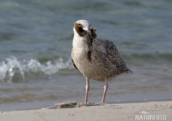 Čajka striebristá (Larus argentatus)