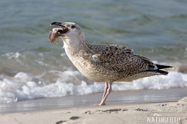 Čajka striebristá (Larus argentatus)