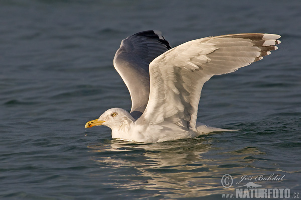 Čajka striebristá (Larus argentatus)