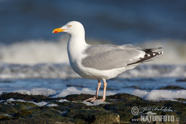 Čajka striebristá (Larus argentatus)