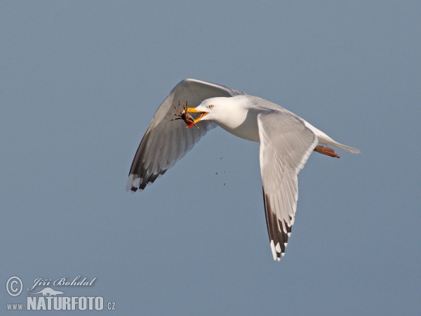 Čajka striebristá (Larus argentatus)