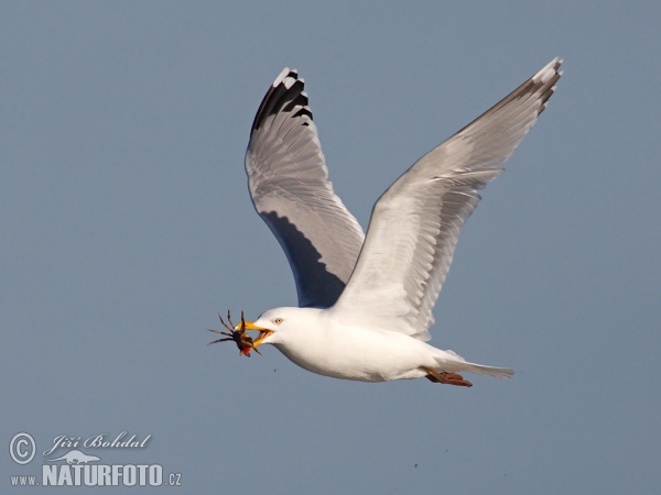 Čajka striebristá (Larus argentatus)