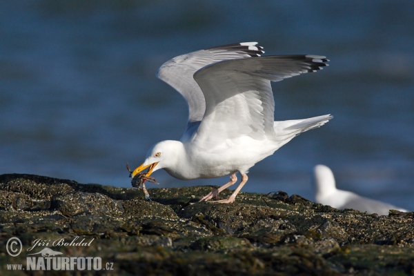 Čajka striebristá (Larus argentatus)