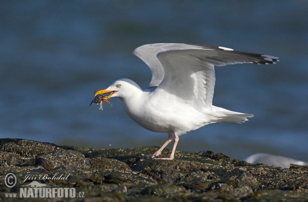 Čajka striebristá (Larus argentatus)