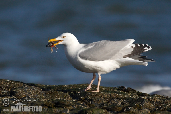 Čajka striebristá (Larus argentatus)