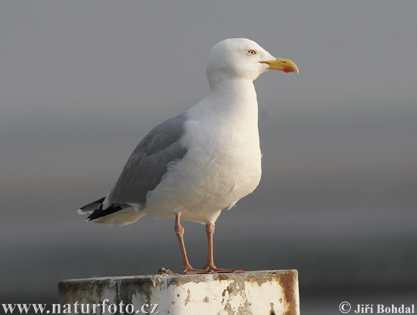 Čajka striebristá (Larus argentatus)