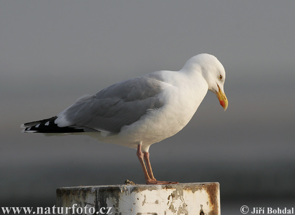 Čajka striebristá (Larus argentatus)