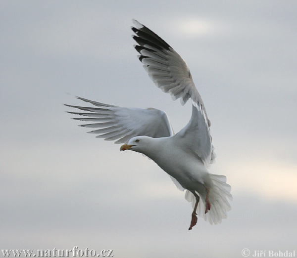 Čajka striebristá (Larus argentatus)