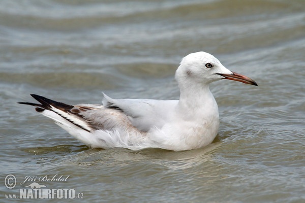 Cajka tenkozobá (Chroicocephalus genei)