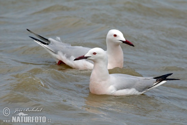 Cajka tenkozobá (Chroicocephalus genei)