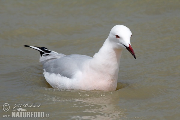 Cajka tenkozobá (Chroicocephalus genei)