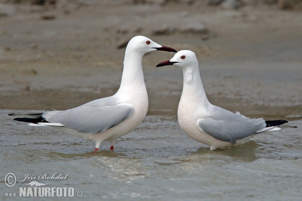 Cajka tenkozobá (Chroicocephalus genei)