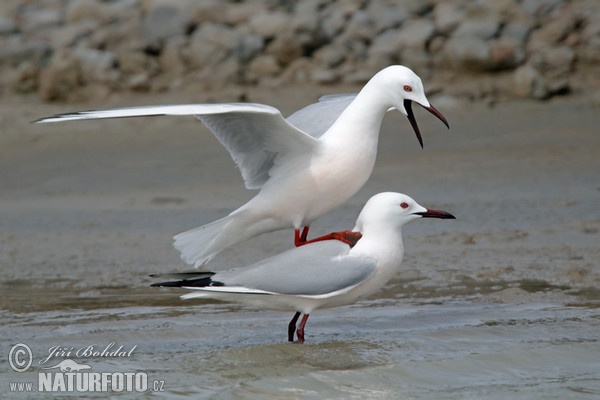 Cajka tenkozobá (Chroicocephalus genei)