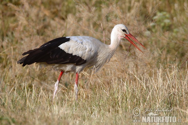 Čáp bílý (Ciconia ciconia)