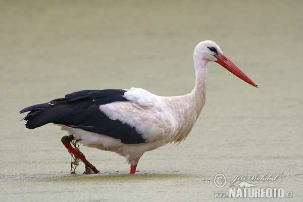 Čáp bílý (Ciconia ciconia)