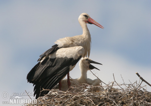 Čáp bílý (Ciconia ciconia)