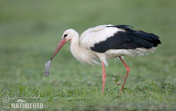 Čáp bílý (Ciconia ciconia)