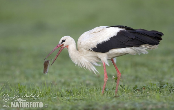 Čáp bílý (Ciconia ciconia)