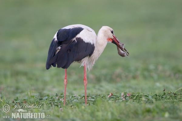 Čáp bílý (Ciconia ciconia)