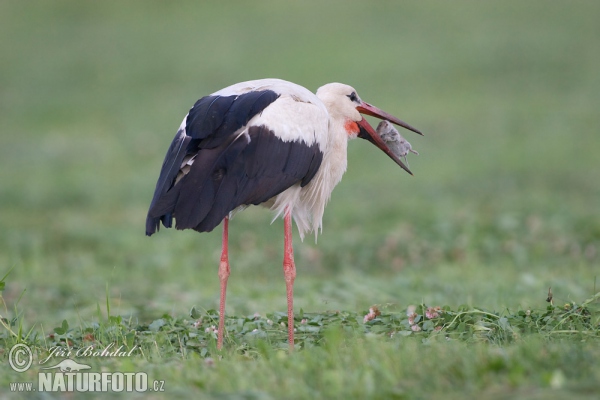 Čáp bílý (Ciconia ciconia)