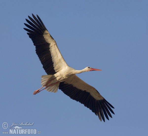 Čáp bílý (Ciconia ciconia)