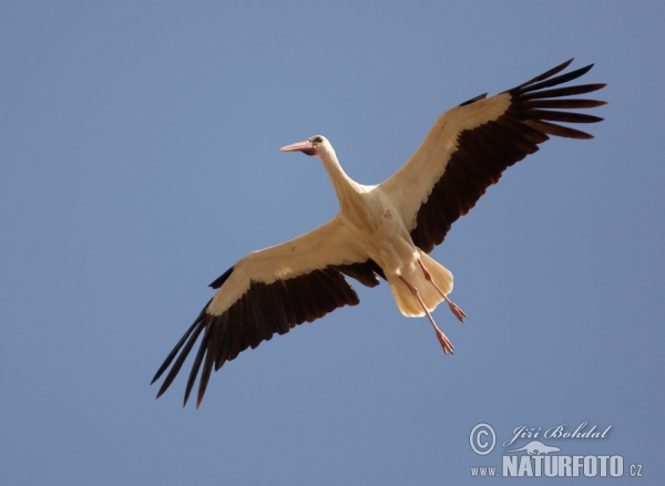 Čáp bílý (Ciconia ciconia)