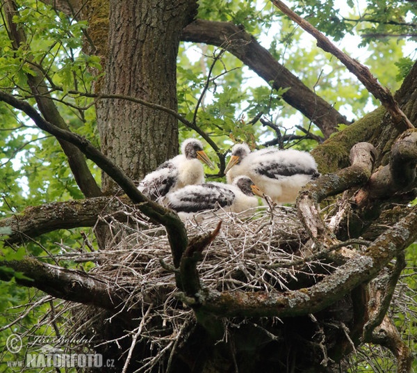 Čáp černý (Ciconia nigra)