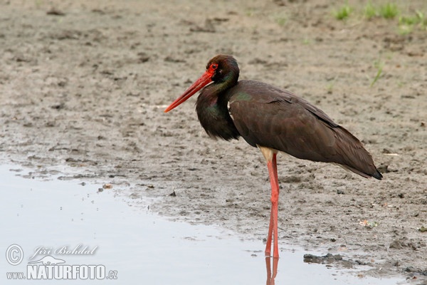 Čáp černý (Ciconia nigra)