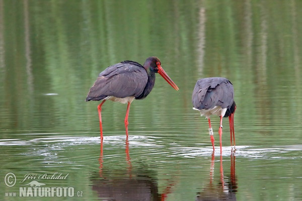 Čáp černý (Ciconia nigra)