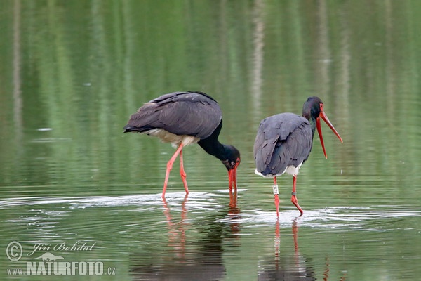 Čáp černý (Ciconia nigra)