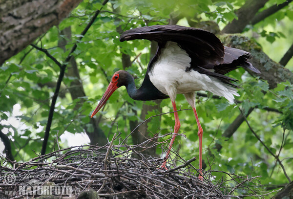 Čáp černý (Ciconia nigra)